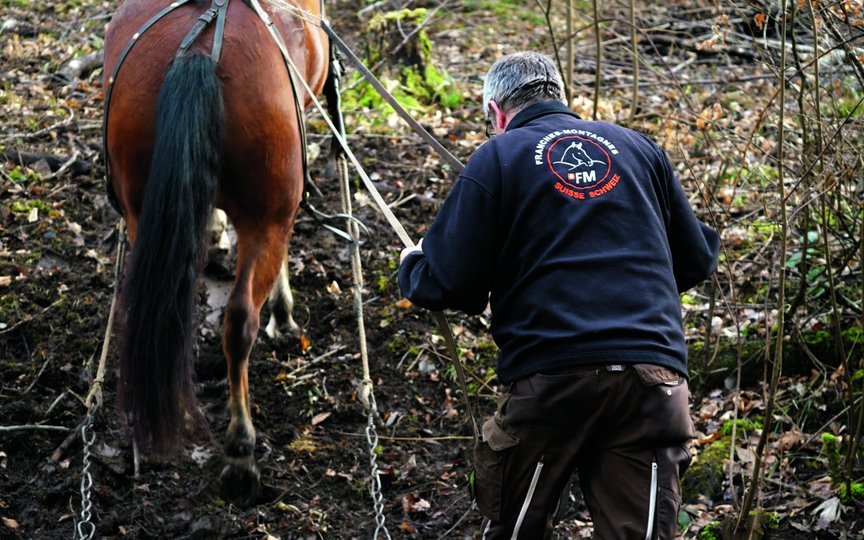 Ernst Rytz und Nirwana sind ein eingespieltes Team. Die Stute geht willig den Hang hoch. 
