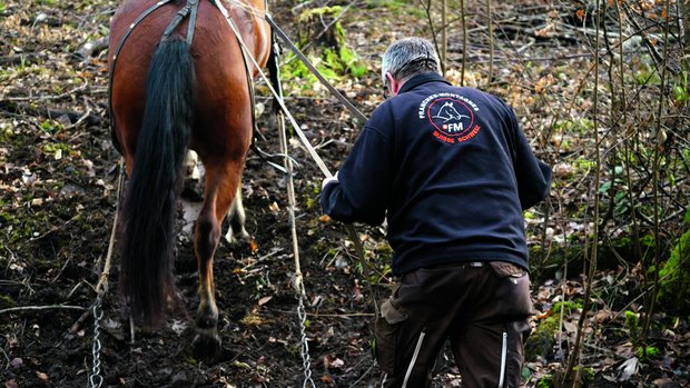 Ernst Rytz und Nirwana sind ein eingespieltes Team. Die Stute geht willig den Hang hoch. 