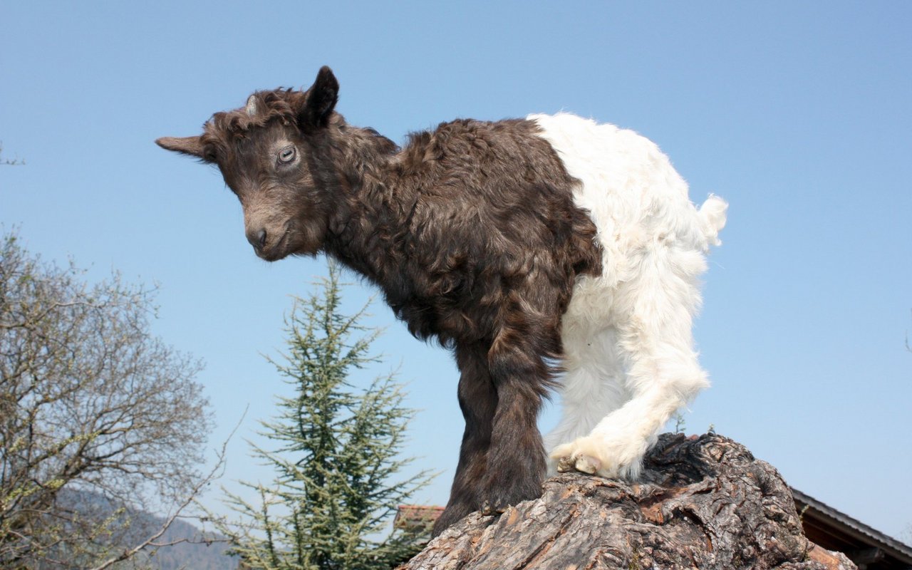 Der Farbwechsel soll laut Zuchtziel vor der Körpermitte liegen. 