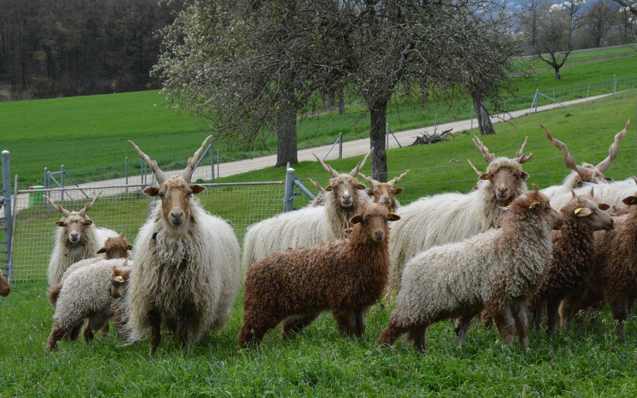 Die Herde von Hans-Peter Weber besteht aus 18 Auen und 25 Jungtieren.