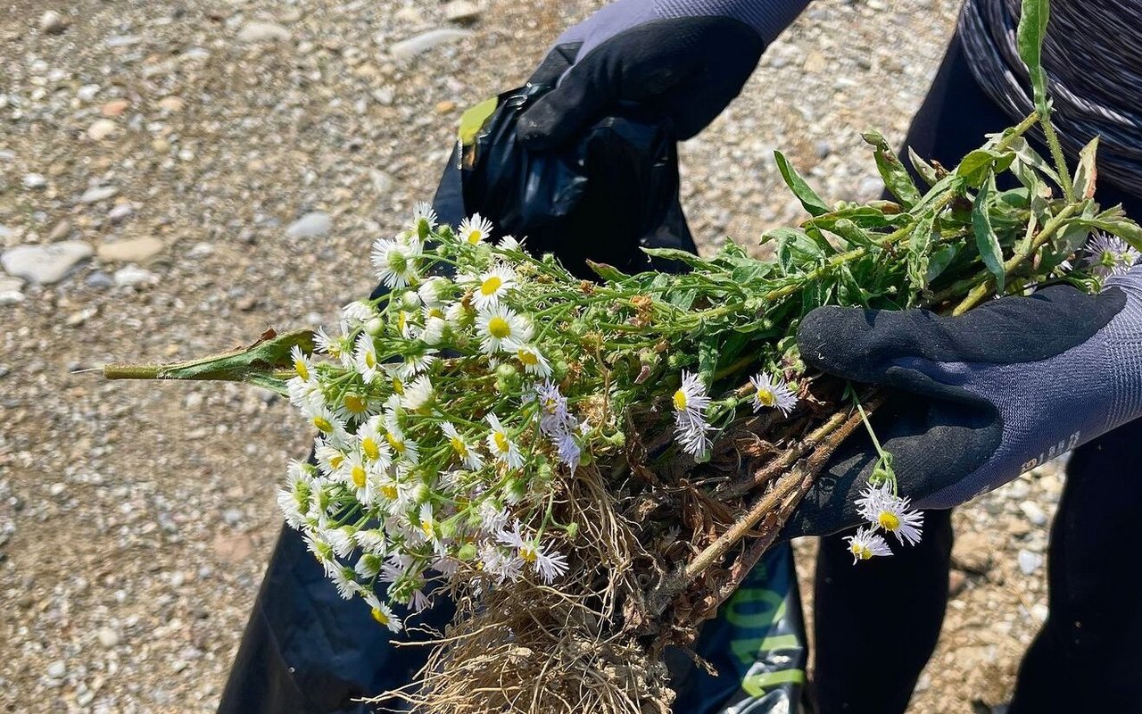 Dem Einjährigen Berufskraut geht es an den Kragen. 