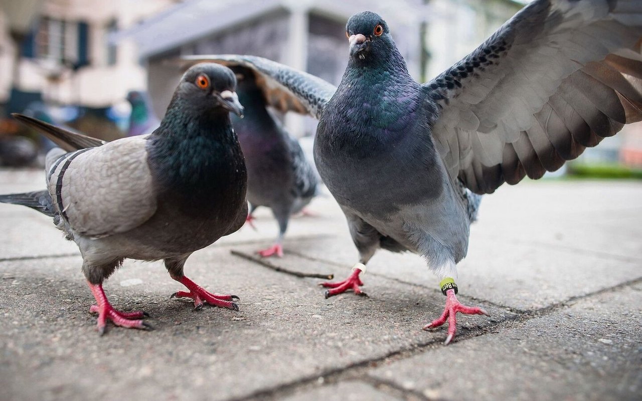 Tauben in der Stadt Bern werden durch den Tierpark betreut und sind darum gesund. 