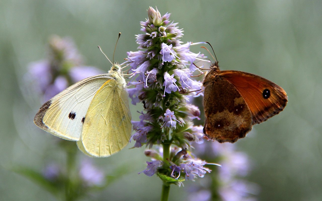 Anis-Duftnesseln locken besonders Schmetterlinge an.
