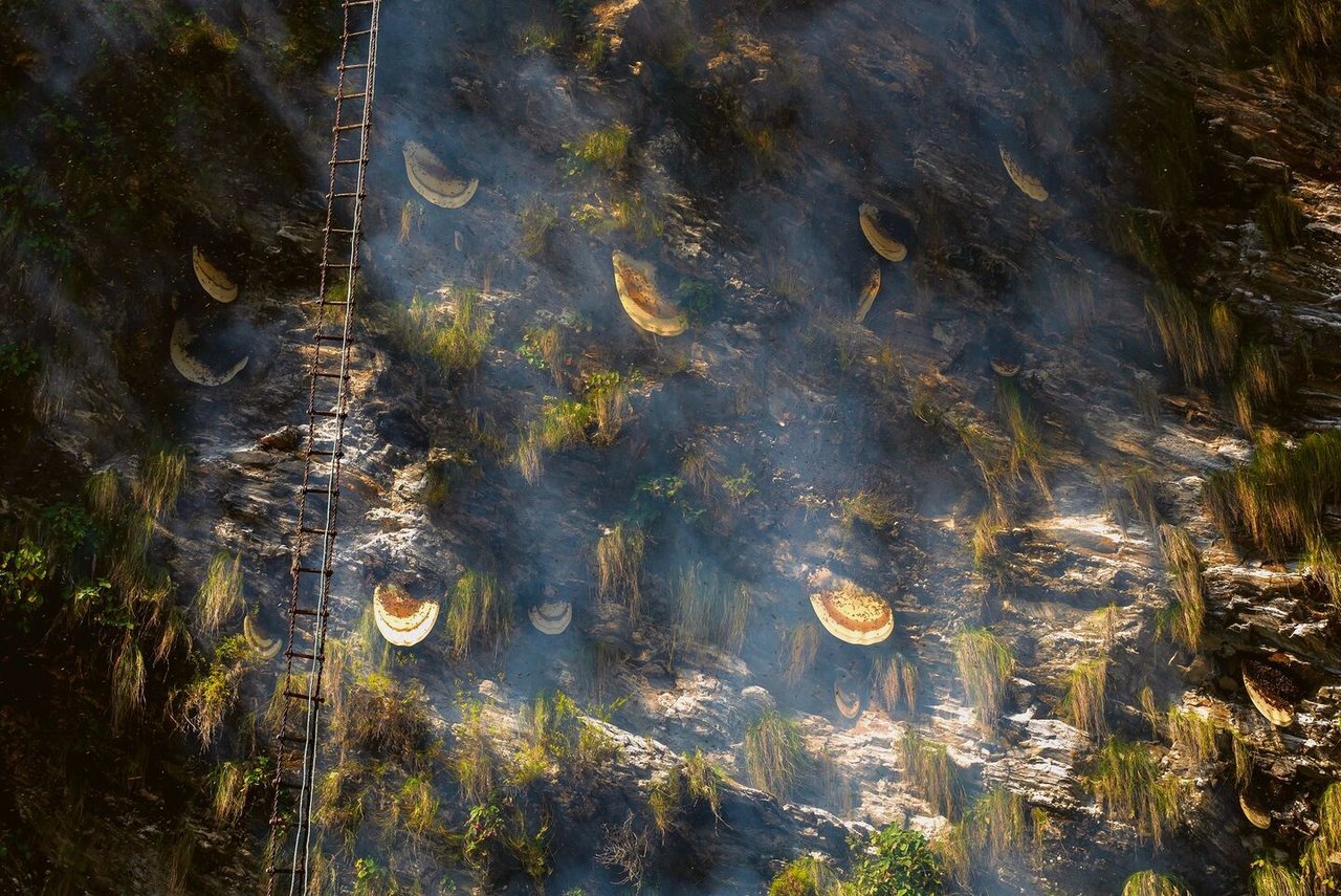 Wenn Bienen sich vom Pollen der Rhododendronblüten ernähren, kann ihr Honig einen halluzinogene Wirkung haben.