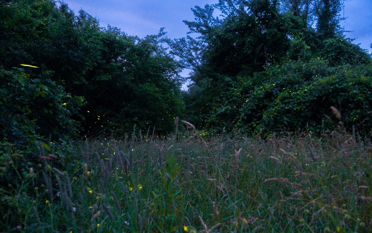 Glühwürmchen sind in der Schweiz bedroht. Die WWF Ostschweiz und der Walter Zoo sind auf der Suche nach den Leuchtkäfern. 
