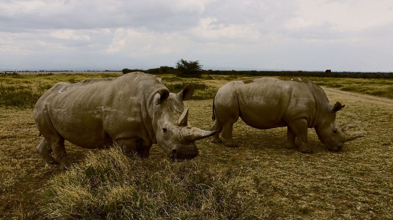 Die Nashörner brauchen Platz, damit die Geburtenrate nicht abnimmt.