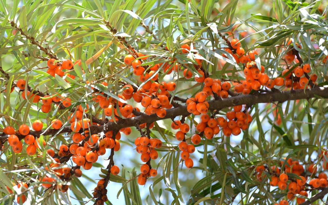 Sanddornbeeren schmecken roh nicht besonders gut. 