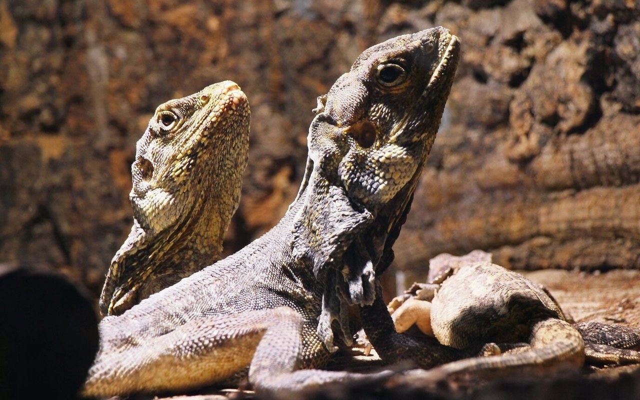 Kragenechsen werden ungefähr einen Meter lang und gehören zu den Agamen. 