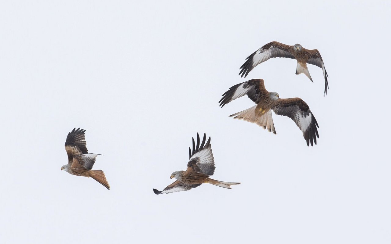 Oberhalb der winterlichen Schlafplätze sind manchmal spektakuläre Flugshows zu beobachten.