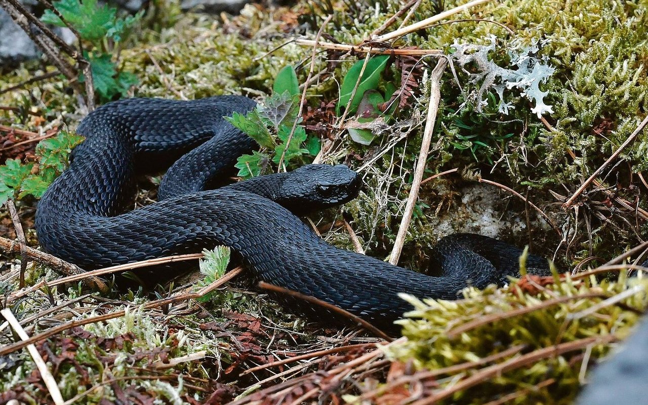 Auch komplett schwarze Aspisvipern können vorkommen.
