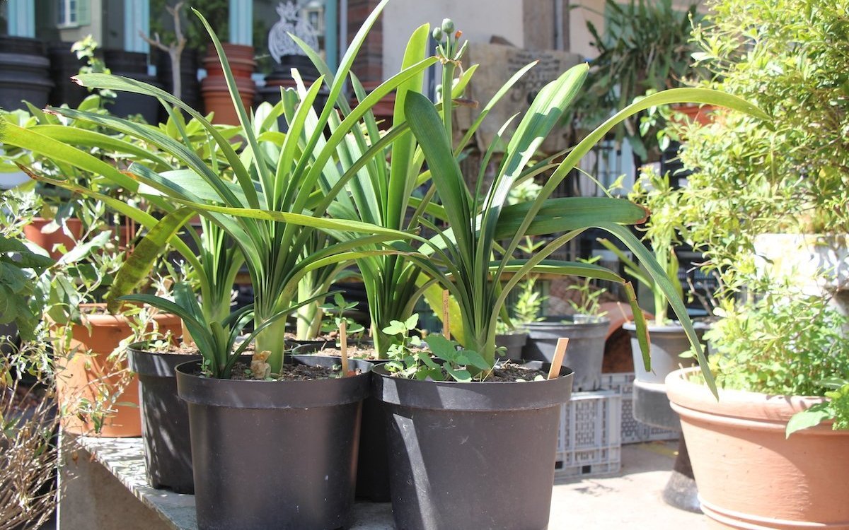 Im Berner Pflanzenbrocki findet man auch alte Zimmerpflanzen wie diese Clivia. 
