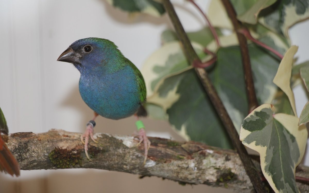 Forbes Papageiamadinen leben auch in Baumkronen, und es ist bekannt, dass sie ihre Nester zuoberst in Kokospalmen bauen.