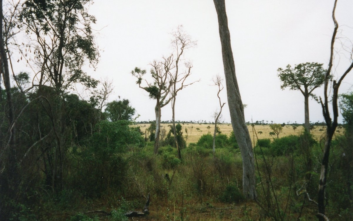 Der teilweise fragmentierte Wald von Zombitse im Südwesten Madagaskar, im Inselinnern, läuft in Grasland aus. Genau hier fliegen Grauköpfchen schwarmweise davon. 