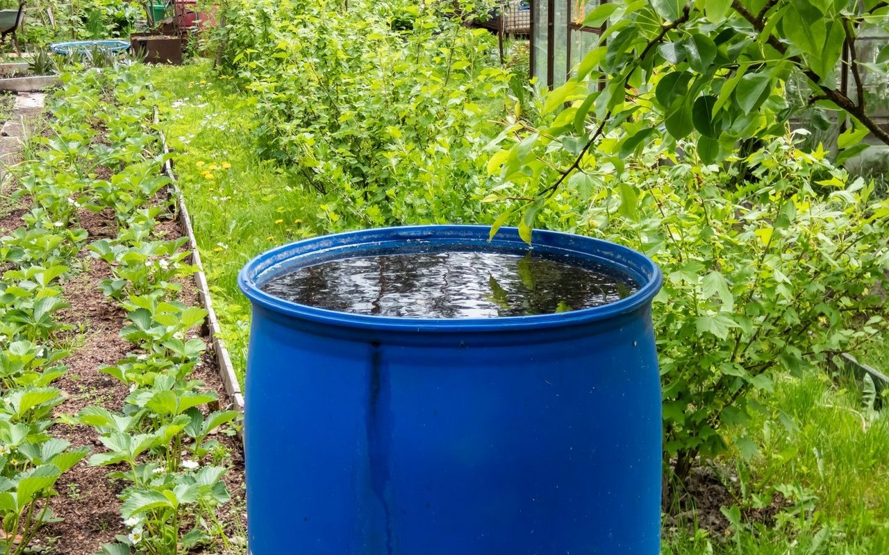 Laut einer Untersuchung der Universität Basel kann eine durchschnittliche Regentonne mit 300 Litern Fassungsvermögen in einem regenreichen Sommer bis zu 1500 Liter Wasser liefern – genug, um einen kleinen Garten über Wochen zu bewässern