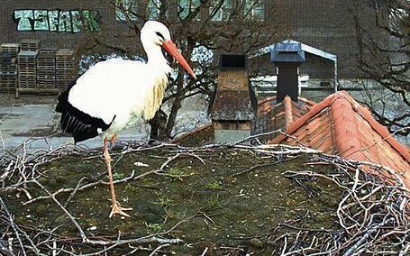 Das erste Bild des Storchenweibchens in diesem Jahr, aufgenommen von der Webcam am 25. Januar. 