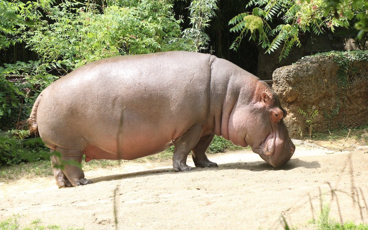 Direkte Begegnung mit dem Flusspferd. 