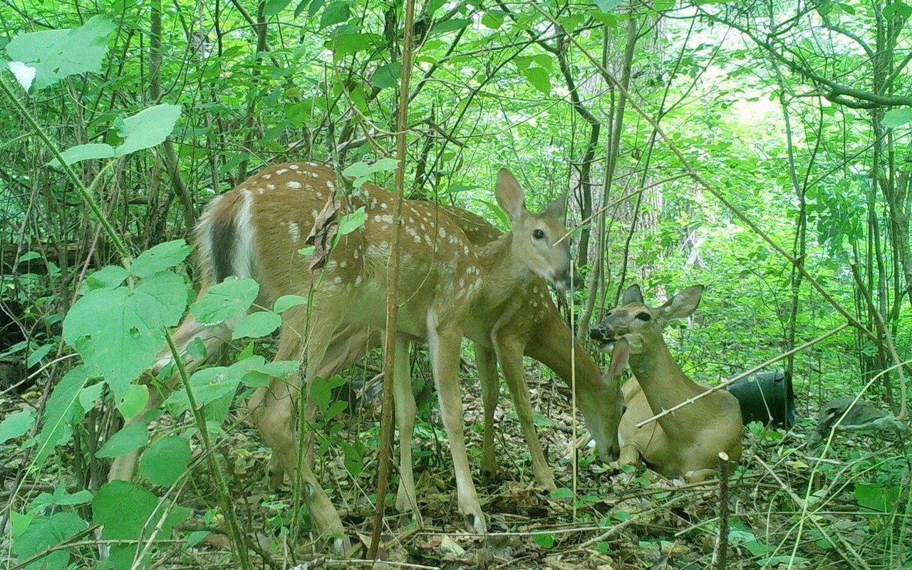 Dank Zooniverse wird jeder mit einem Computer oder Tablet zum Biologen
