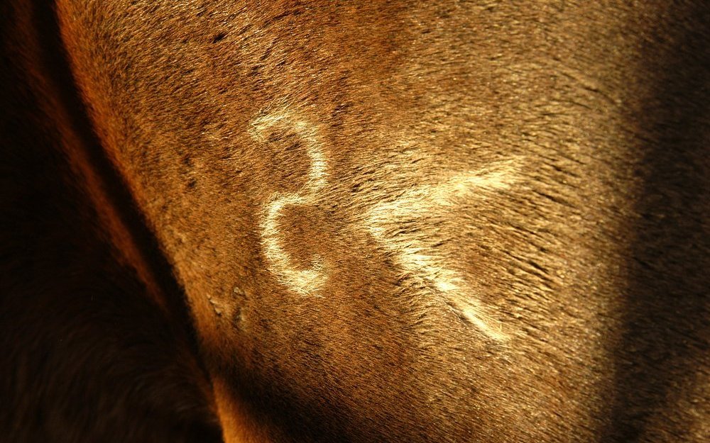 Beim Kaltbrand wachsen die Haare weiss nach.
