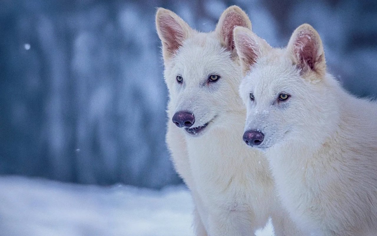 Die beiden Brüder Romolus und Remus wurden von einer Hündin als Leihmutter geboren.