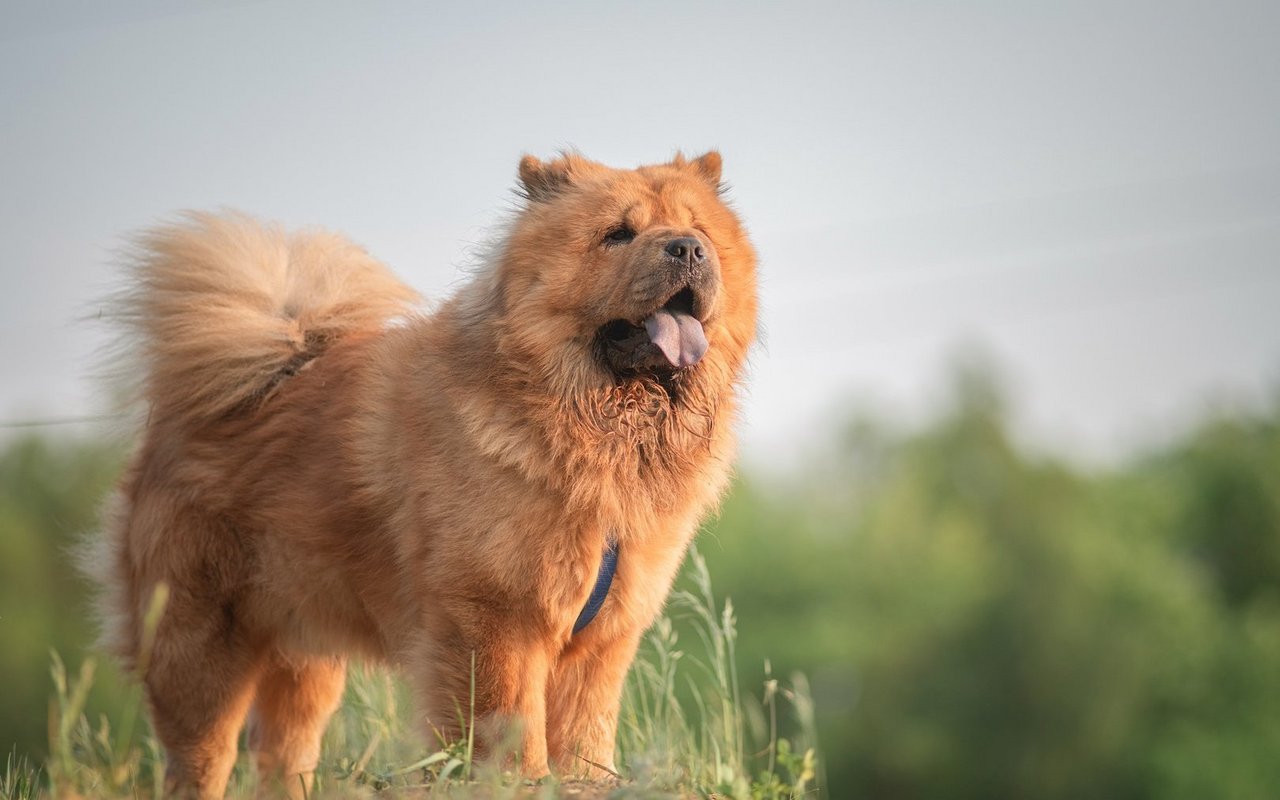 Der Chow Chow hat ein dichtes Fell wie eine Löwenmähne, eine blaue Zunge, kleine spitze Ohren und eine buschige, eingerollte Rute. 