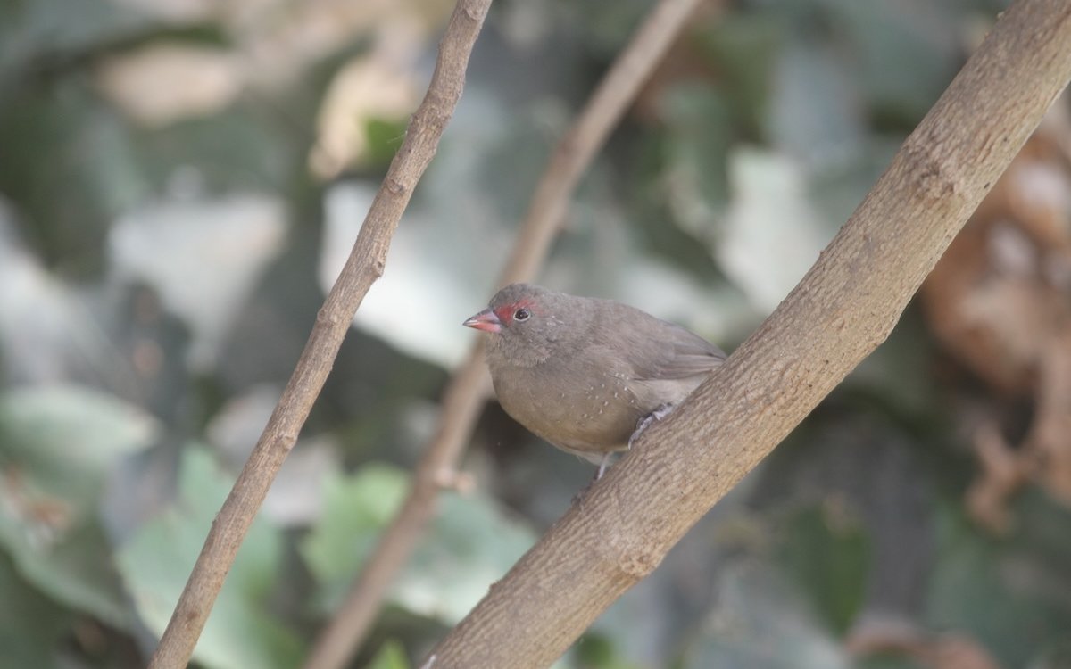 Das Weibchen des Braunkopfamaranten, einer Unterart des Senegalamaranten, beobachtet das Treiben des Männchens am Boden. 