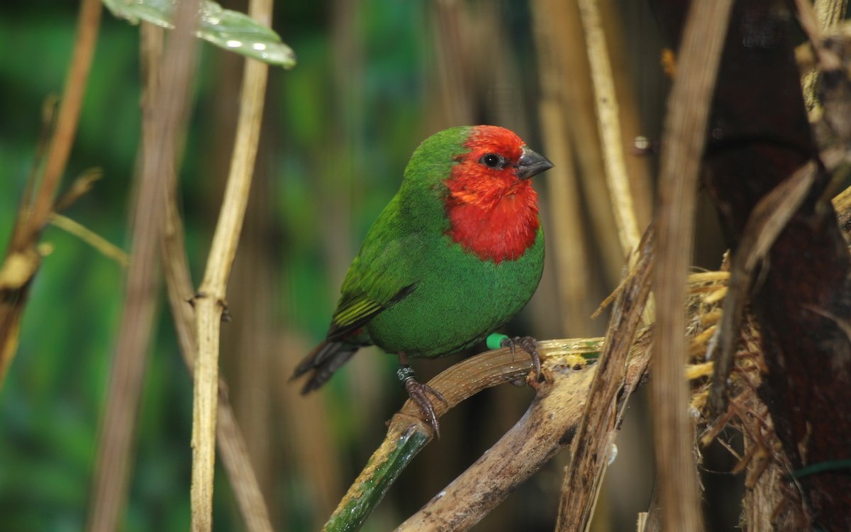 Rotkopfpapageiamadinen sind nicht nur attraktiv, sondern auch sehr verträglich untereinander. 