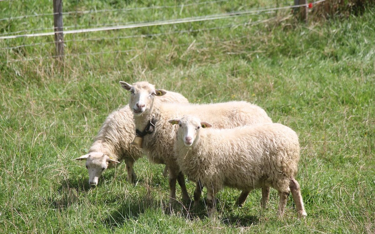 Skudden-Schafe sind neugierig. 
