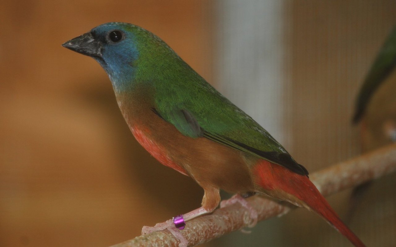 Das gefieder von Lauchgrünen Papageiamadinen ist wie vom Maler geschaffen. Hier ein Männchen mit typisch orangegelber Brust. 