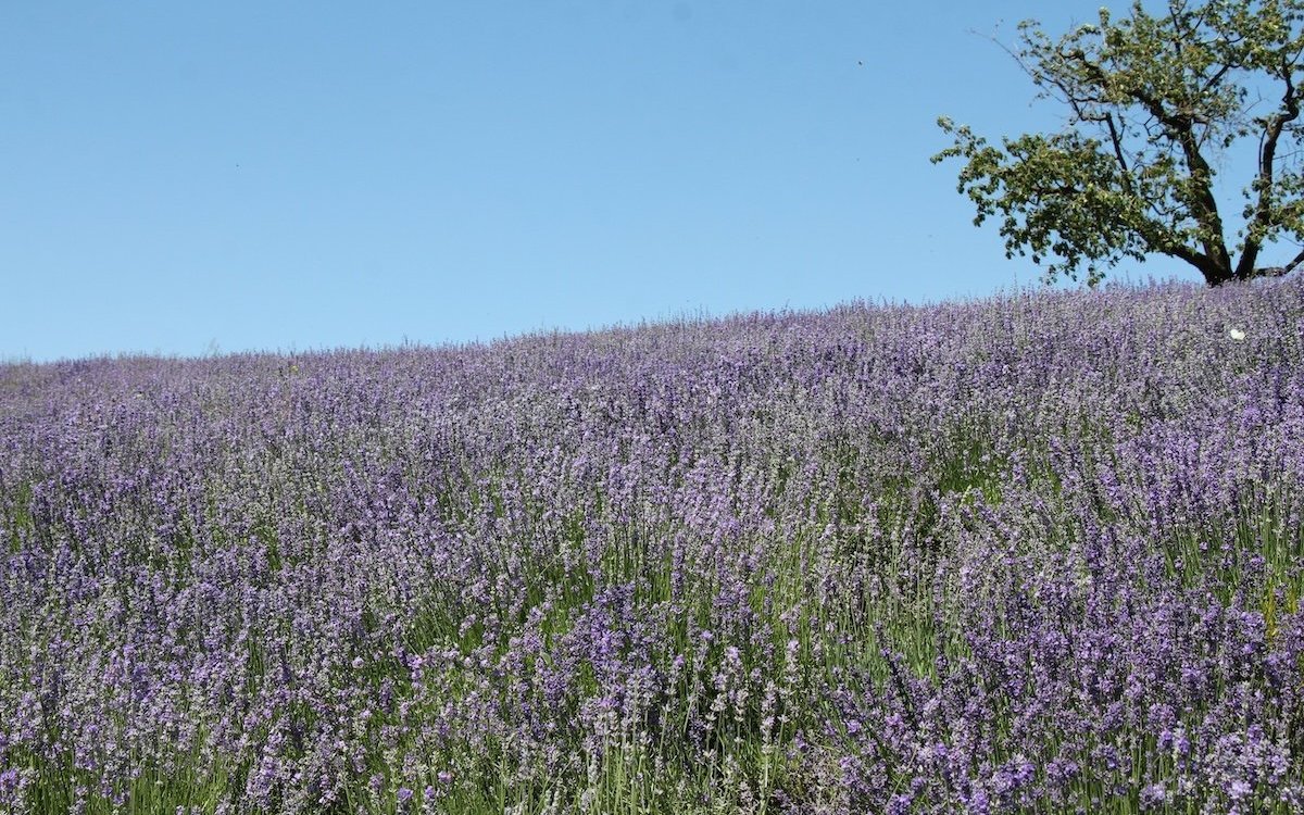Nicht in der Provence, sondern im Oberaargau. Lavendelfeld in Leimiswil (BE). 
