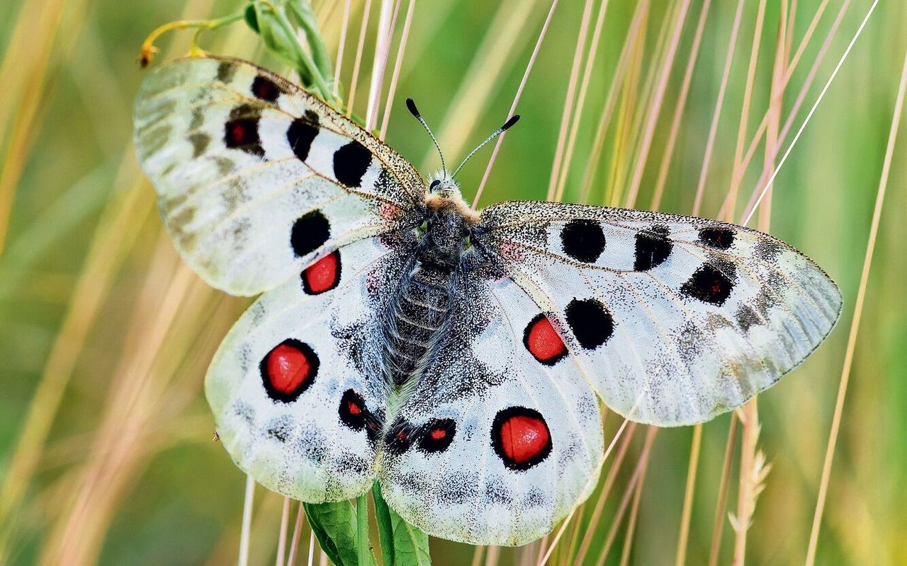 Der anspruchsvolle Apollofalter