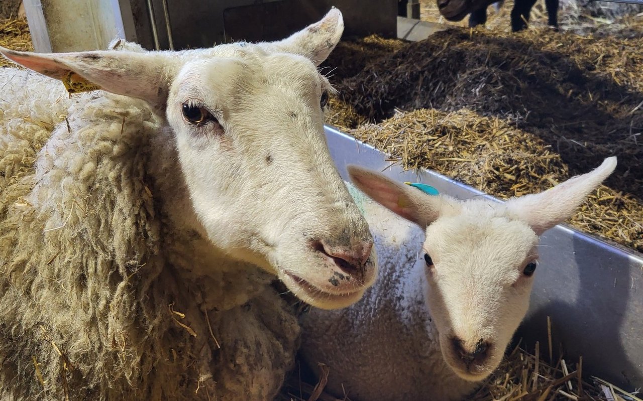 Mutterschaf und Lamm werden auf dem Hof Guggenbüel erst nach drei bis fünf Monaten getrennt.