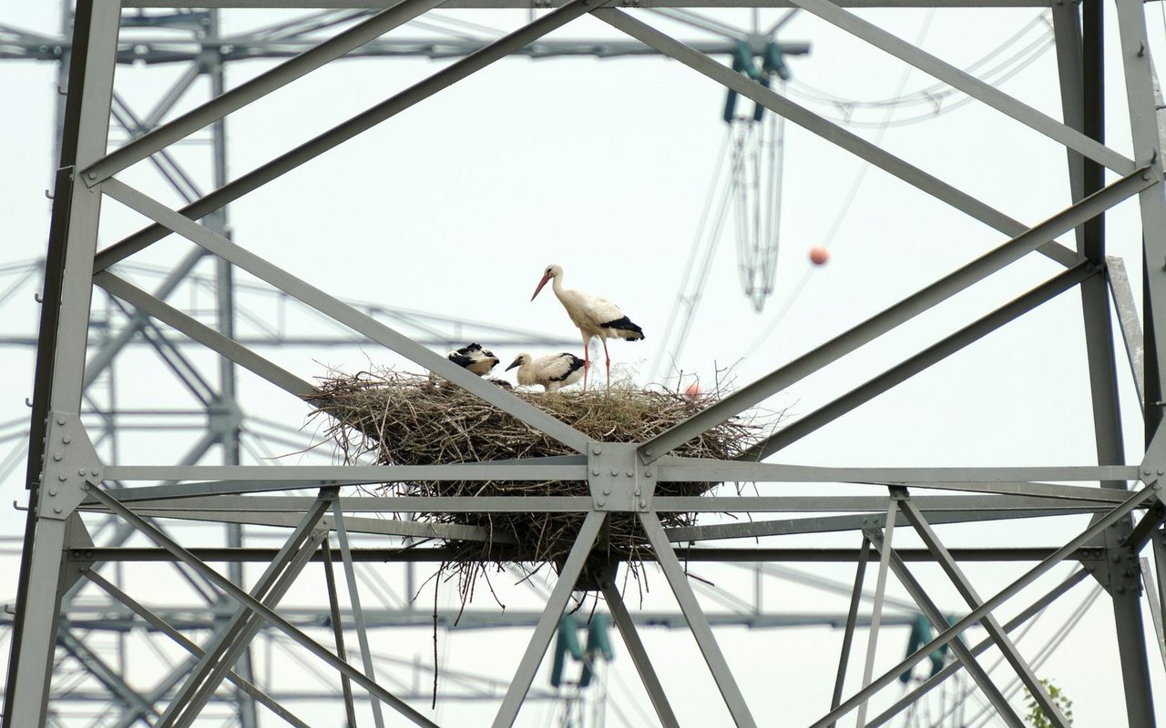 Stromleitungen sind für kleine Vögel sicher. Grössere Tiere jedoch riskieren oft ihr Leben – Massnahmen zur Verbesserung sind nötig.