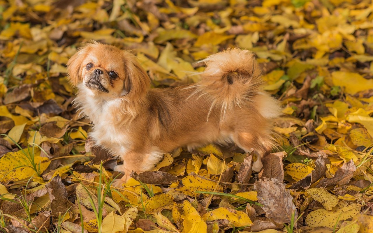 Der Tibet Spaniel ist ein kleiner, kompakter Hund mit mittellangem, weichem Fell und einer buschigen Rute, die über dem Rücken liegt.