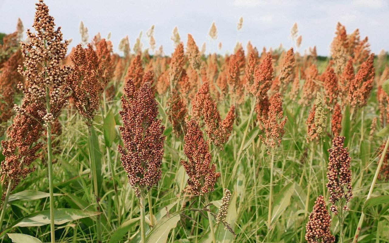 Trockenheit, Schädlinge und Ernteausfälle machen innovative Anbaumethoden und widerstandsfähige Sorten unverzichtbar.