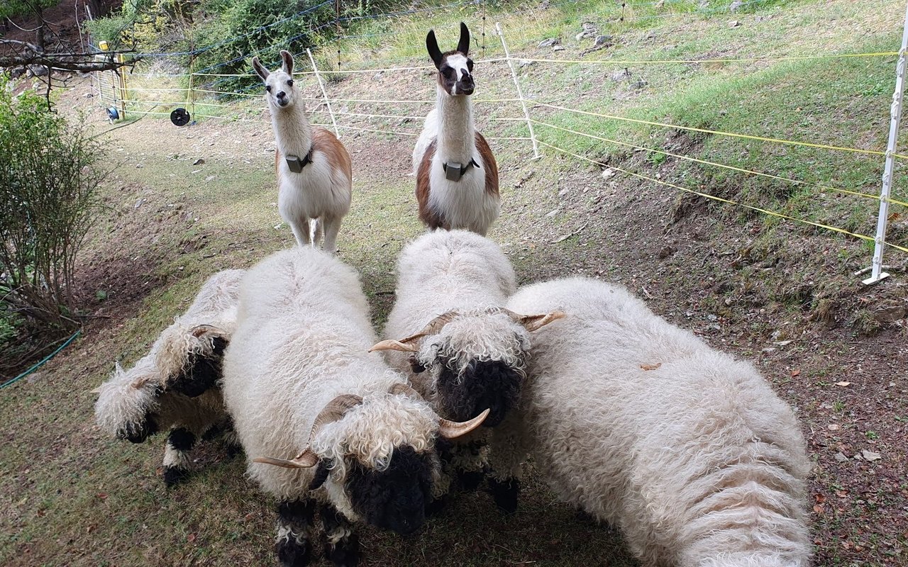 Je nach Wolfspräsenz haben sich Zäune als ergänzender Schutz zu den Lamas bewährt. 