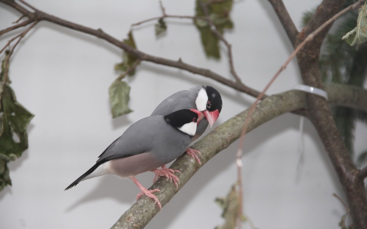 Reisfinken-Partner sind einander sehr zugetan, bleiben meist lebenslange zusammen und vollführen ein faszinierendes Balzspiel. 