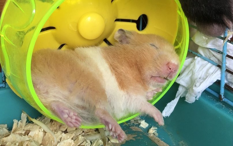 Eine Berner Studie zeigt, dass Hamster in kleinen, reizarmen Käfigen ihr Laufrad deutlich häufiger und länger nutzen als Tiere in naturnahen Gehegen.