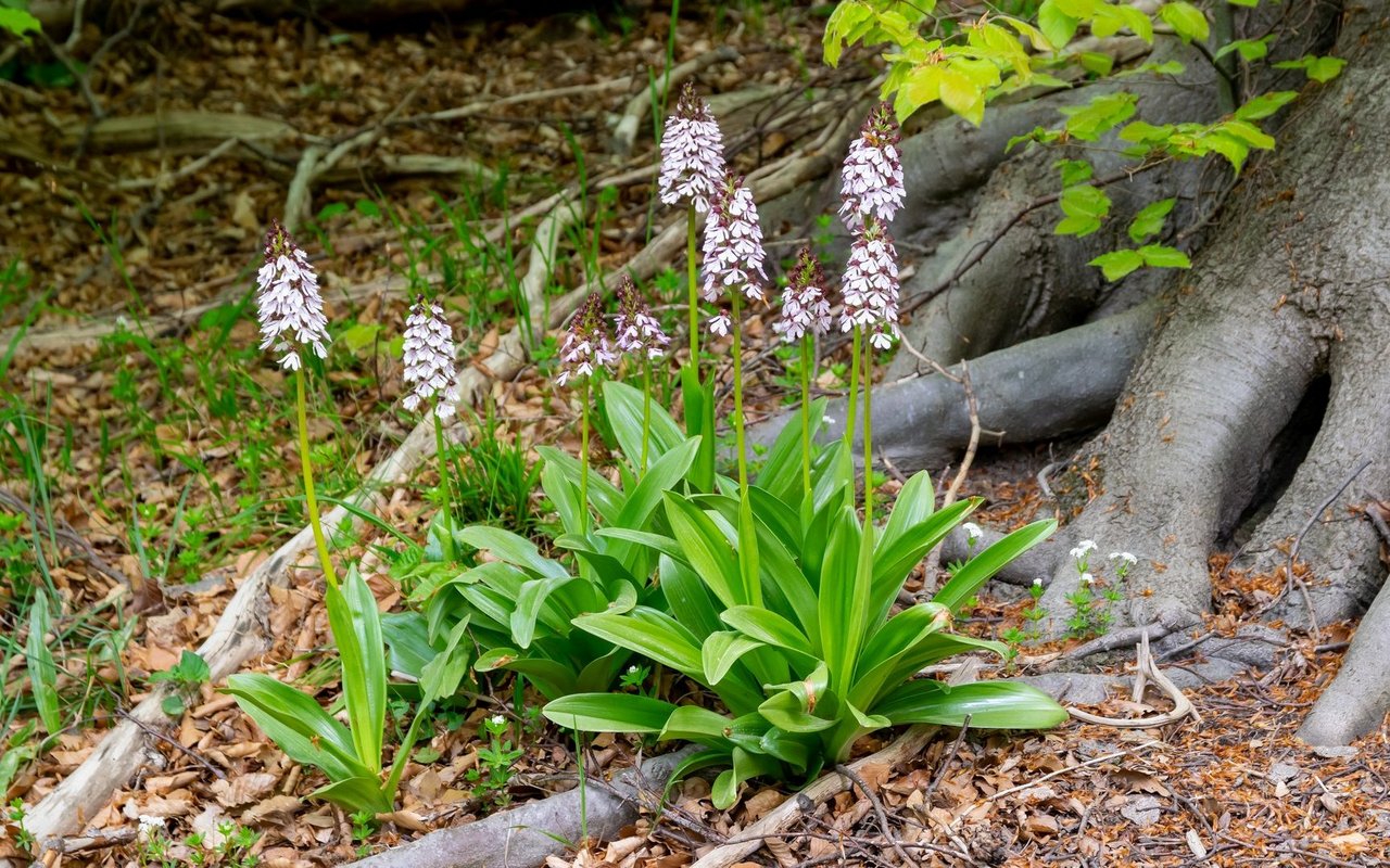 Das Purpur-Knabenkraut gehört zu den auffälligsten Schweizer Orchideen.