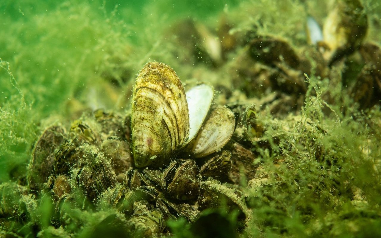 Die Quagga-Muschel nehmen in Schweizer Gewässern Überhand.