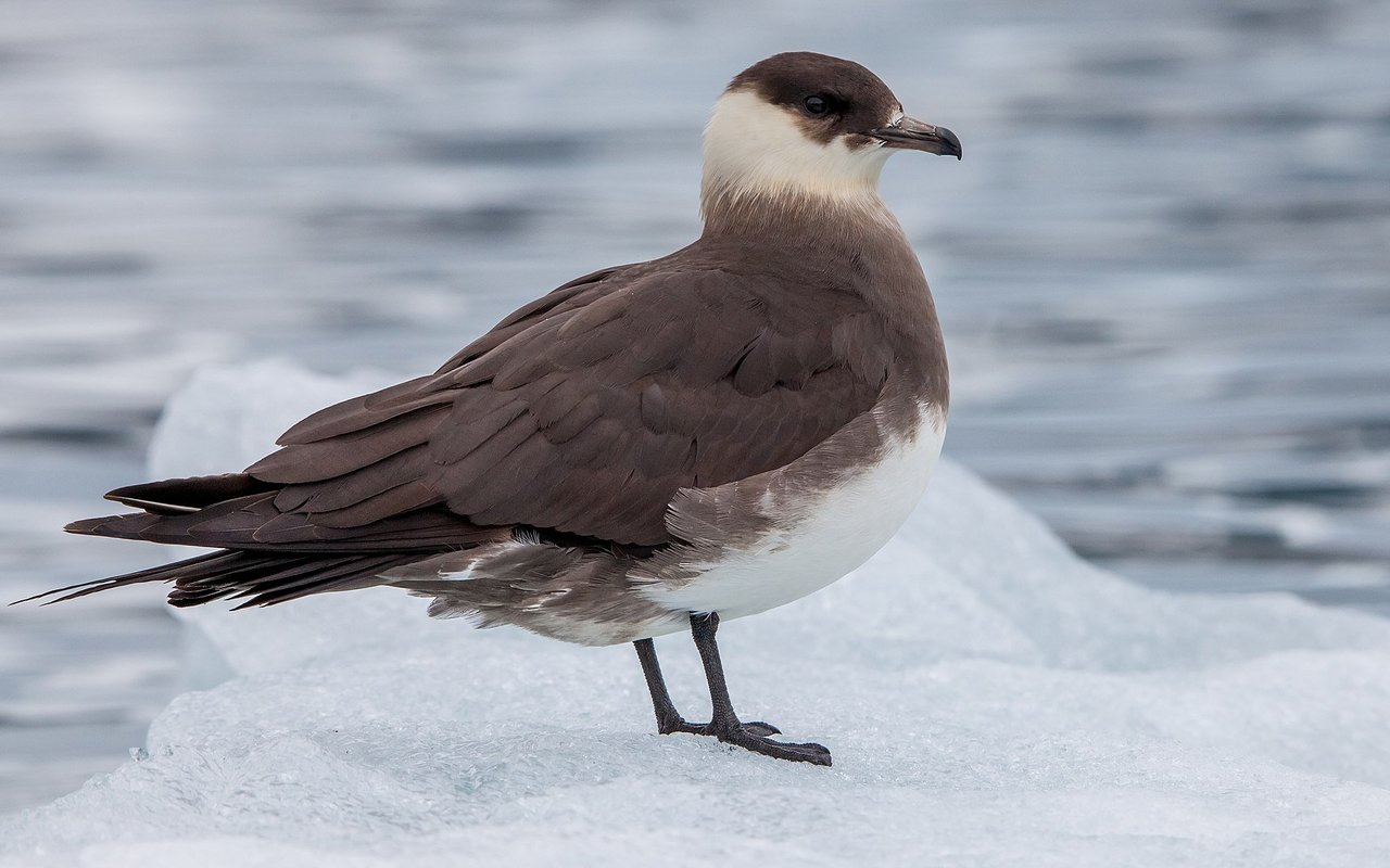 Schmarotzerraubmöwe