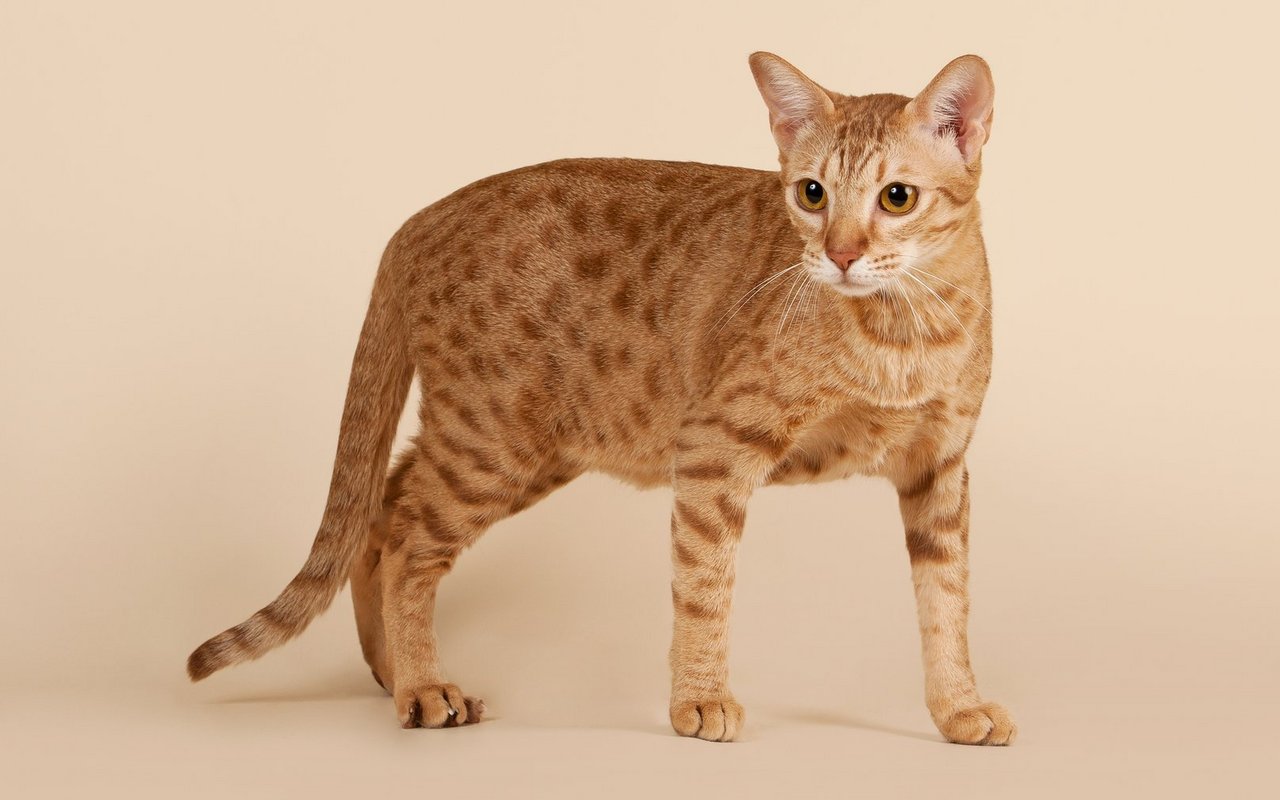 Bersteinfarbene Augen sind die Norm, es kommen aber auch andere Farben vor.