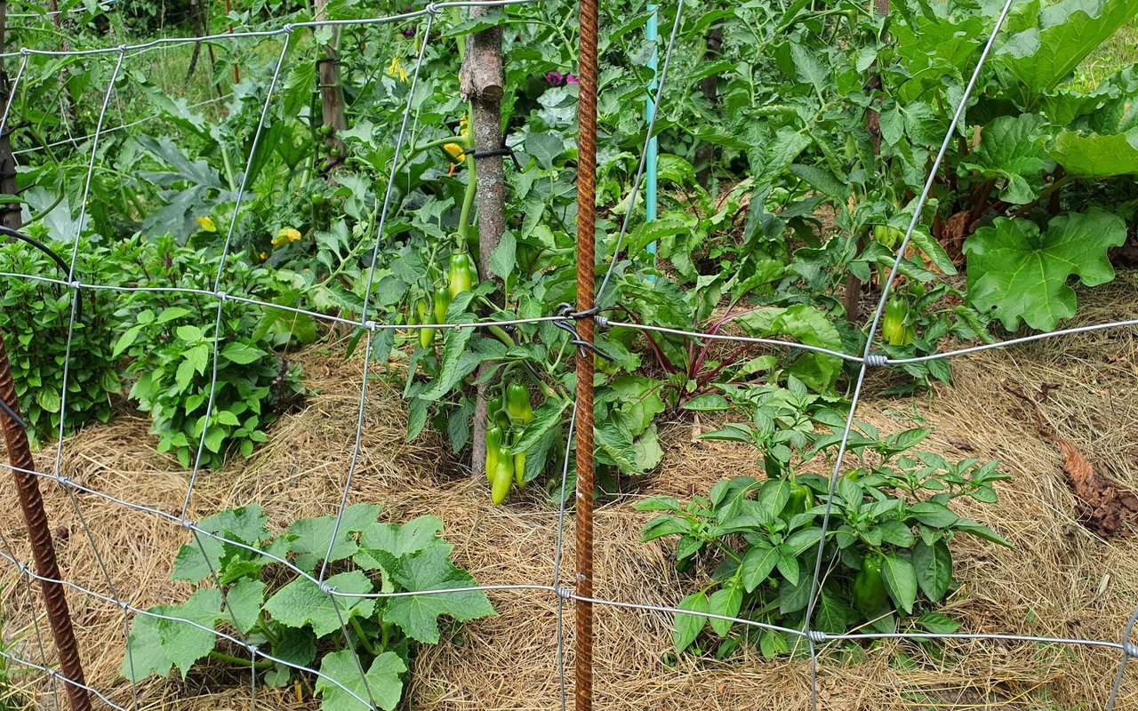 Ist der Boden abgedeckt, trocknet er viel weniger aus. 