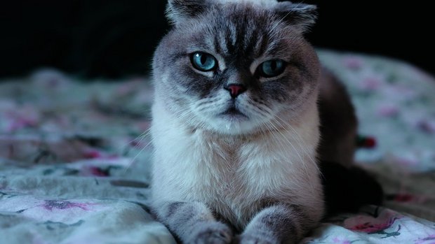 Die Schottische Faltohrkatze wurde durch Stars wie Taylor Swift populär.