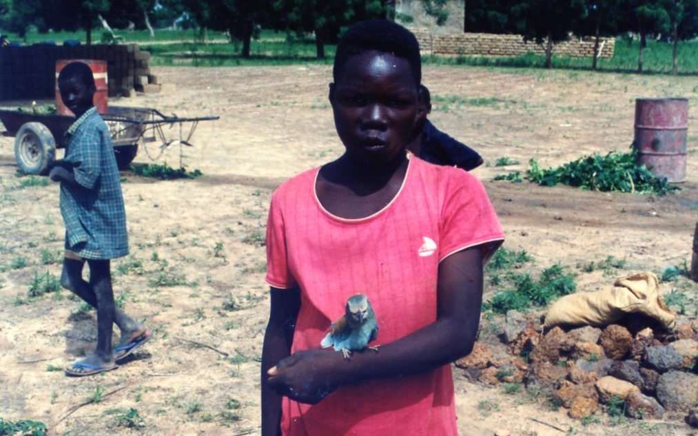 Blauracken ziehen im Winter nach Afrika. Hier hat ein Junge bei Saaba in Burkina Faso eine Blauracke gefangen.  