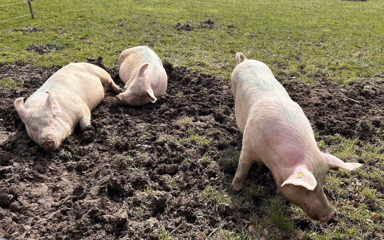 Wühlen, sich suhlen, fressen, Nester bauen, herumtollen - dies alles können die drei Sauen nach Herzenslust tun.