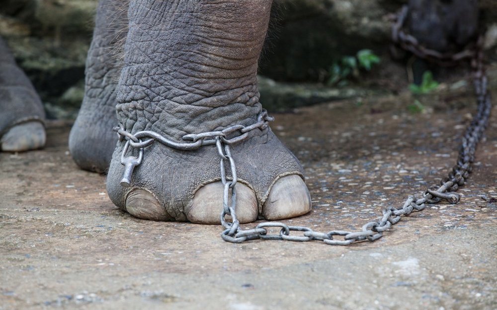Elefanten sind sehr feinfühlige Tiere mit einer engen Familienstruktur. Auf die Schwächsten der Gruppe wird immer Rücksicht genommen.