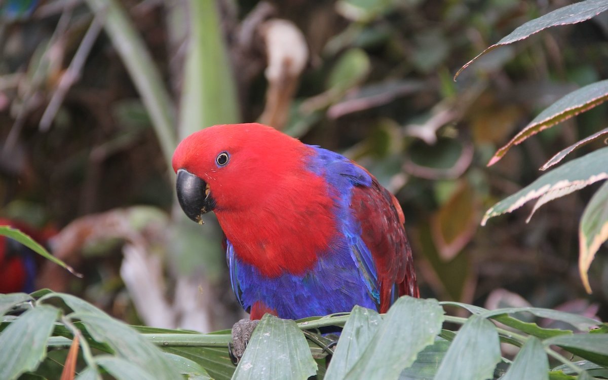Edelpapageien sind zu wenig erforscht, als dass das durchschnittliche Lebensalter der einzelnen Arten bekannt wäre. 