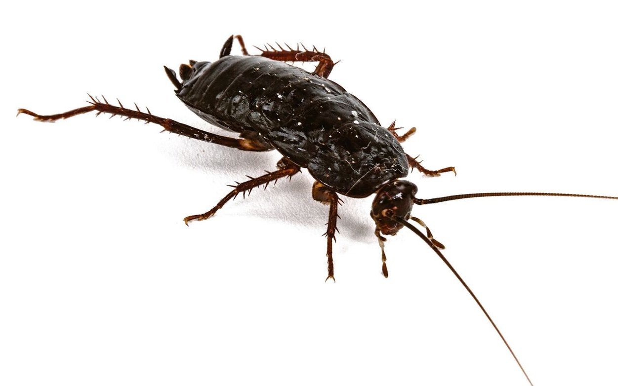 … und die Gemeine Küchenschabe.