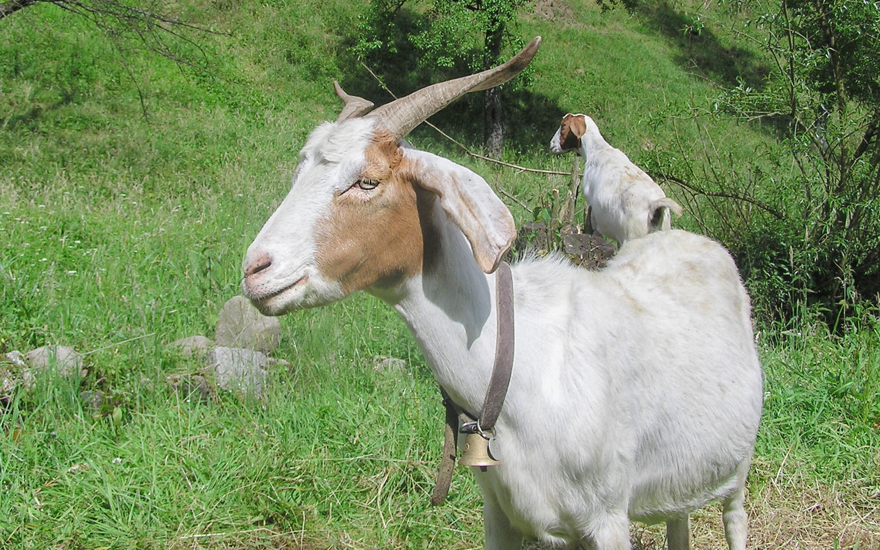 Typisch für diese Rasse ist der kräftige Kopf mit Ramsnase, die etwa kinnlangen Hängeohren und die nach hinten geschwungenen Hörner.