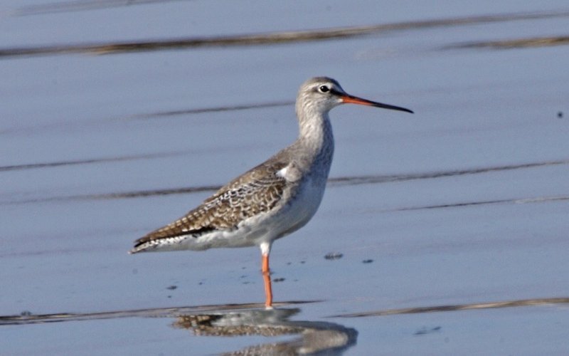 Dunkler Wasserläufer 